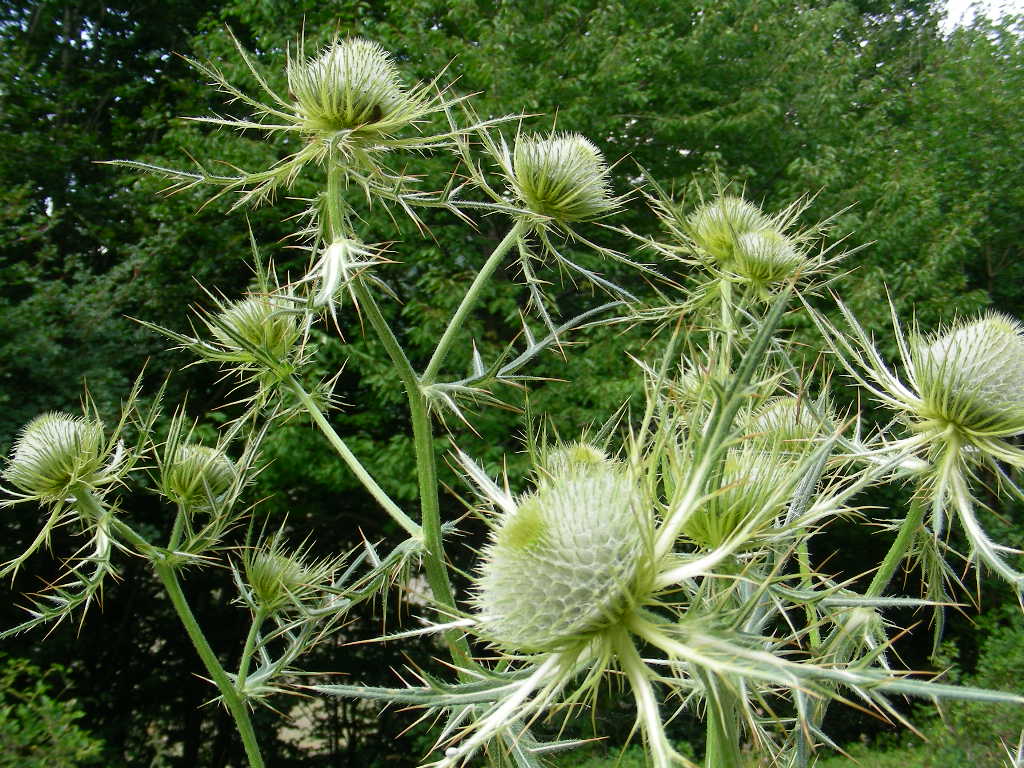 Cirsium eriophorum